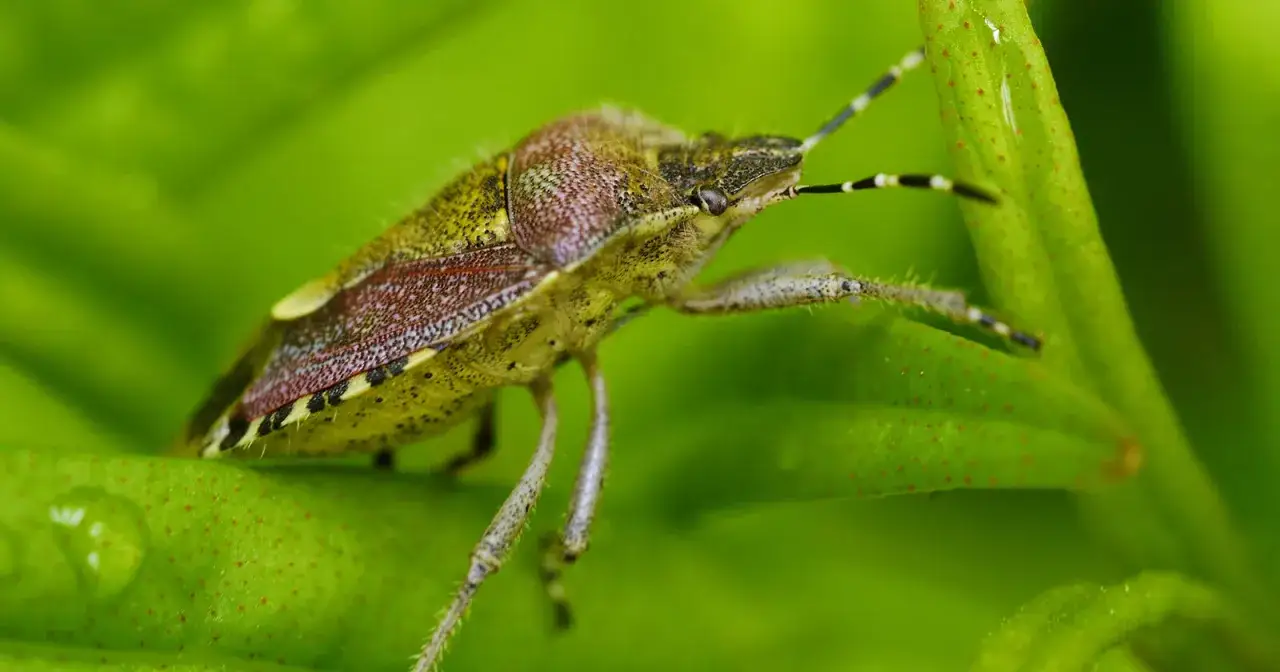 Nahaufnahme einer Wanze auf einem grünen Blatt. Verschiedene Wanzenarten sind faszinierend.