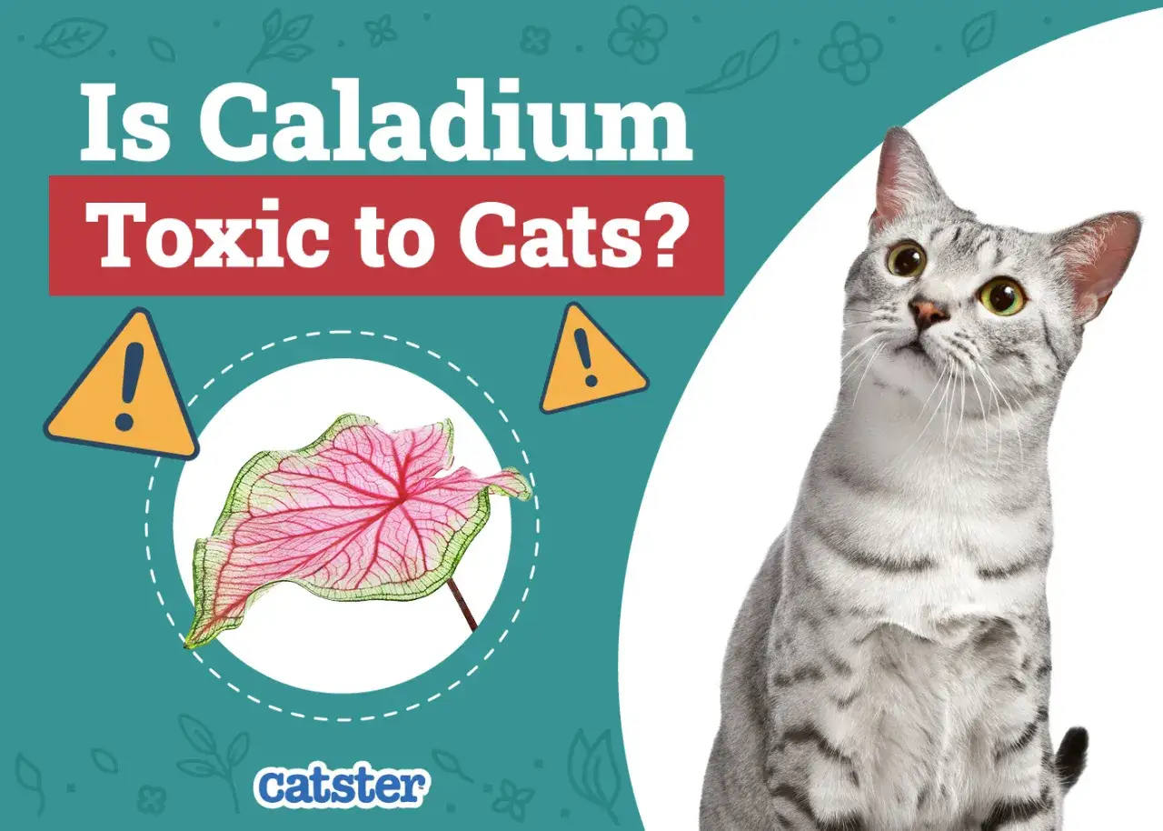 Is Caladium toxic to cats? A warning sign and a pink and green leaf are shown next to a curious silver tabby cat.