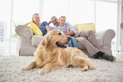golden retriever w domu z rodziną
