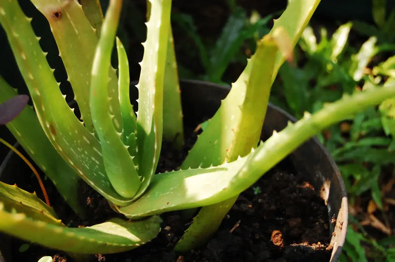 Zielony aloes w doniczce, z kolczastymi liśćmi. Dowiedz się, jak często podlewać aloes, by pięknie rósł.