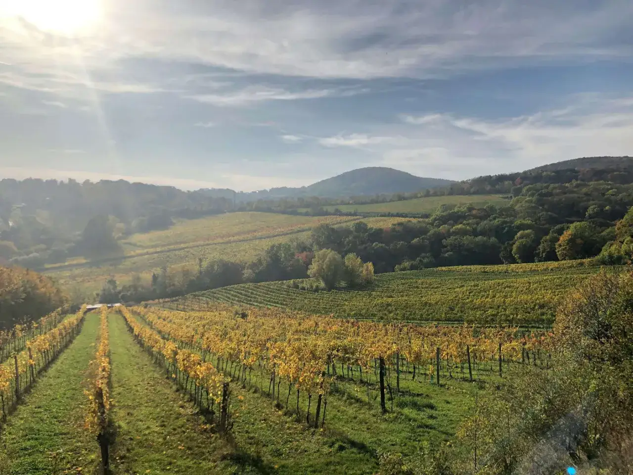 Vignoble de **Bonneau du Martray** sous un ciel nuageux d'automne, avec des vignes dor&eacute;es s'&eacute;tendant sur des collines verdoyantes.