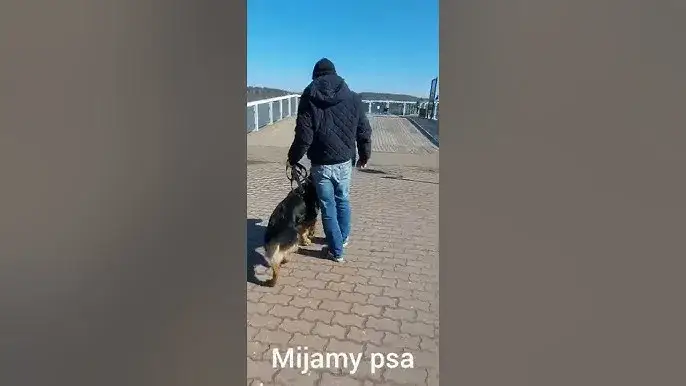 owczarek niemiecki reaktywny na smyczy
