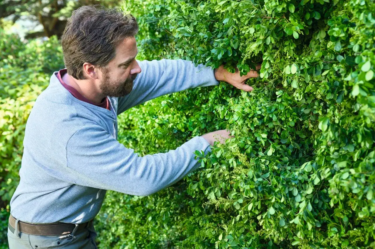 Hombre con barba trabajando en un jard&iacute;n, podando setos muy altos con las manos.