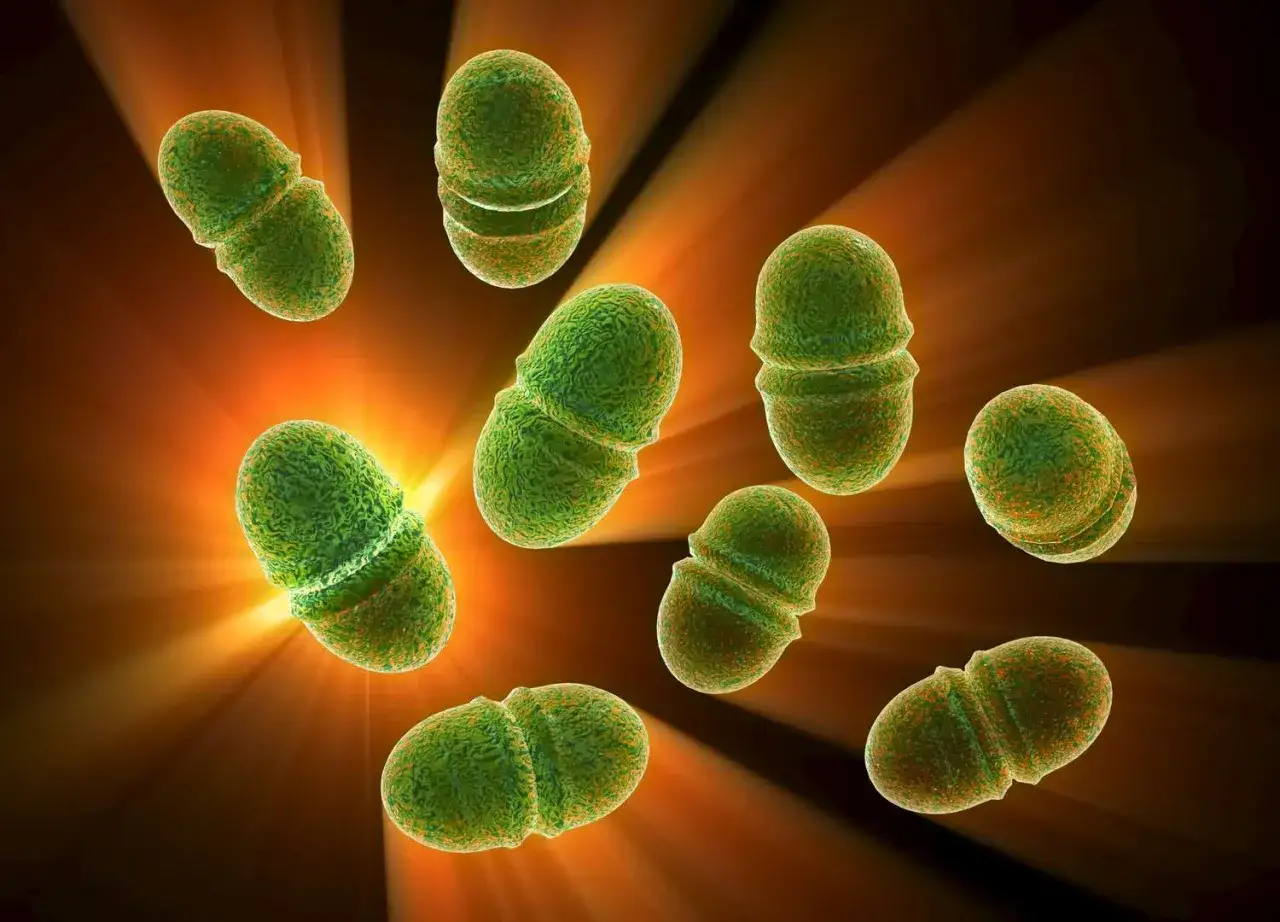 Batteri verdi, a forma di cocchi, raggruppati in coppie o catenelle, simili a enterococcus faecalis, illuminati da raggi di luce.