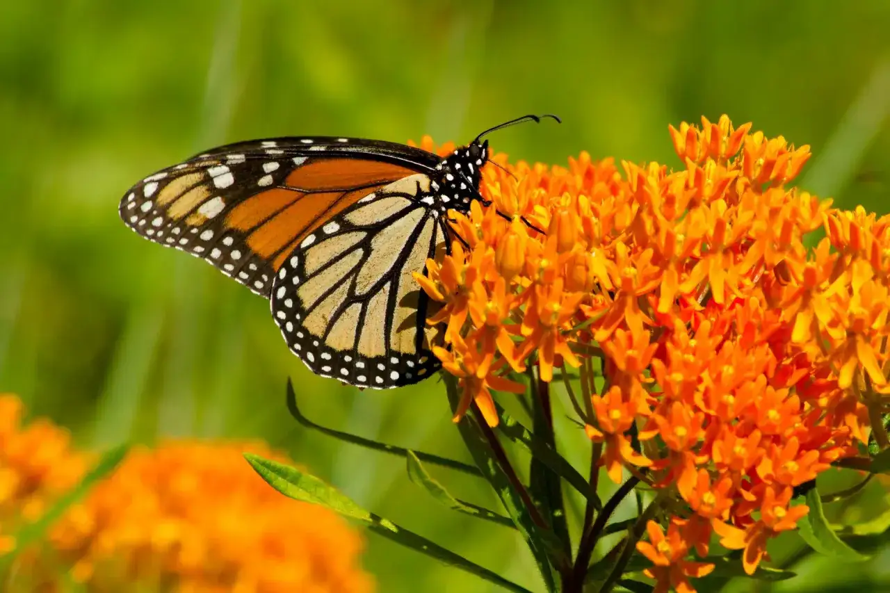 Un papillon monarque aux ailes orange et noires butine des fleurs d'ascl&eacute;piade.