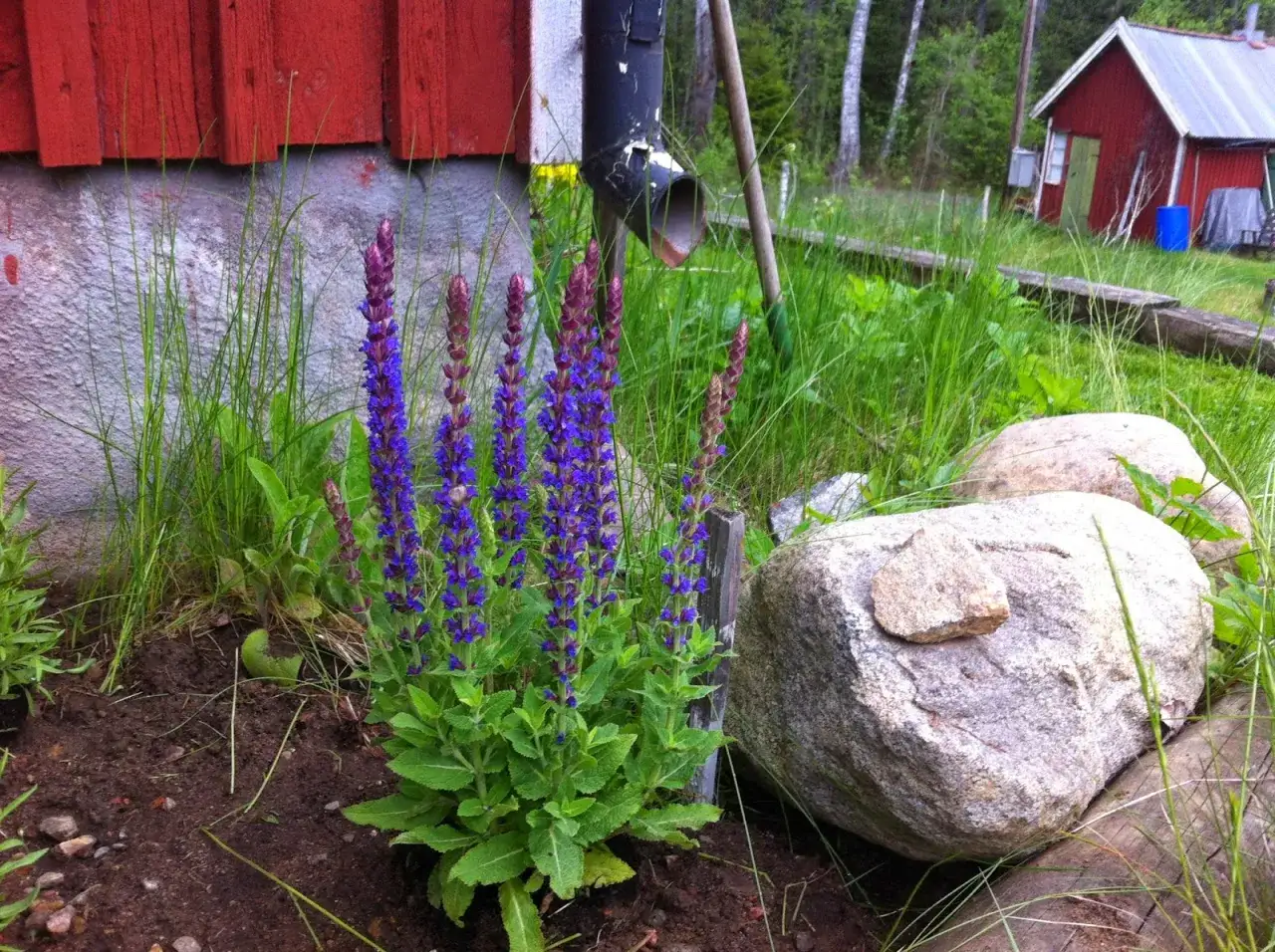 Bl&aring; salvia blommar i en pallkrage vid ett r&ouml;tt hus. Stora stenar och gr&auml;s omger blommorna.
