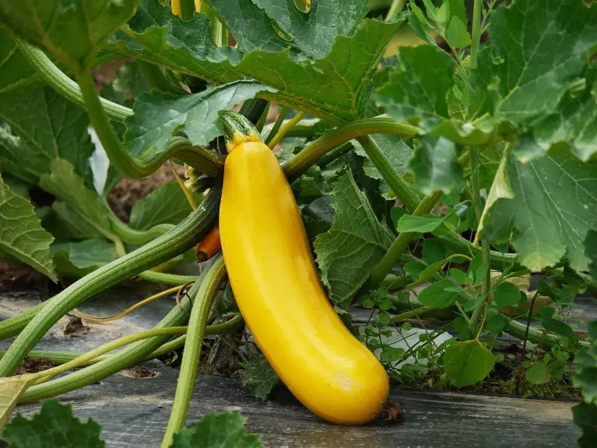 Courgette jaune mûre, prête à être cueillie. Le moment idéal pour savoir quand cueillir les courgettes est quand elles atteignent cette belle couleur.