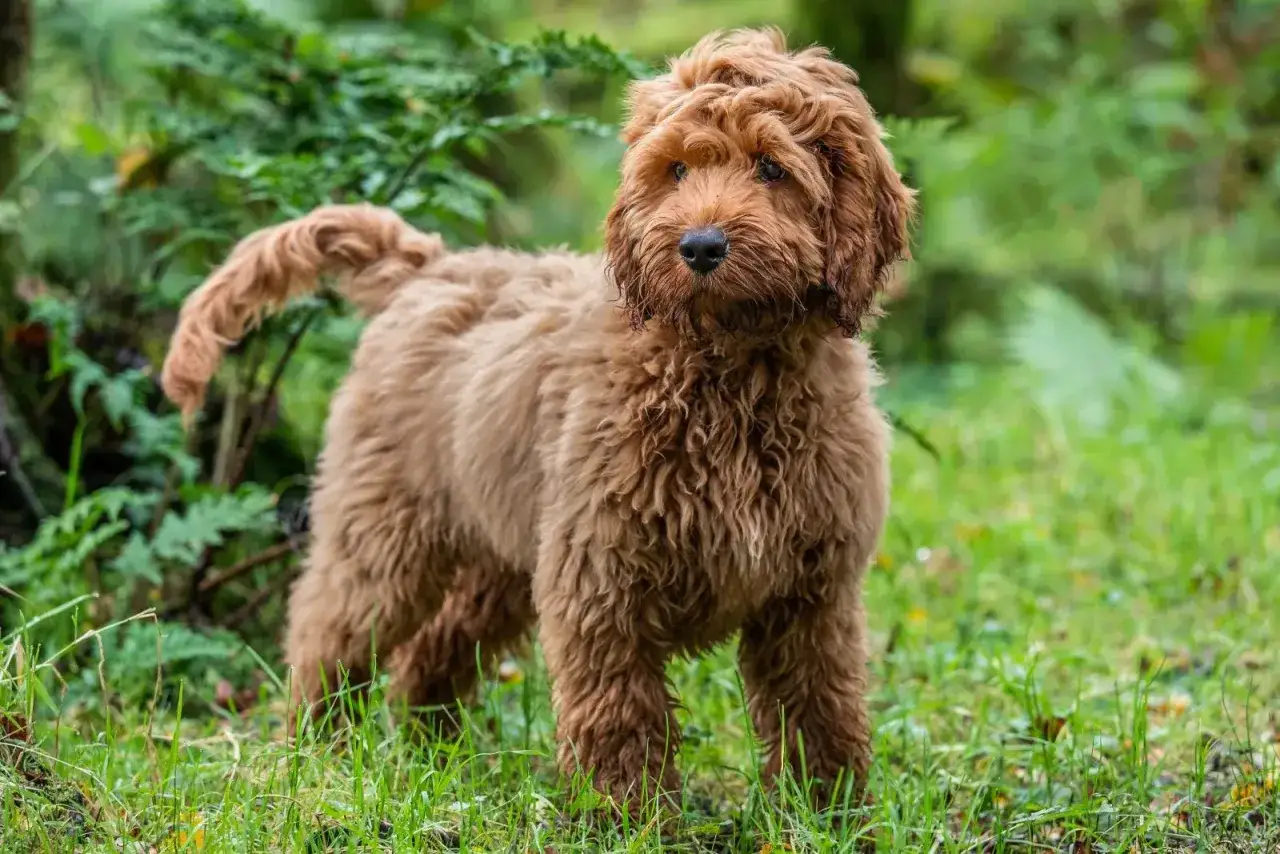 En fluffig, vuxen cockerpoo med rödbrun päls står i gräset med skog i bakgrunden.