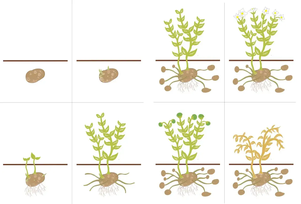 Die Kartoffel Grundschule: Acht Bilder zeigen die Entwicklung einer Kartoffelpflanze vom Keimen bis zur Blüte und zum Welken.