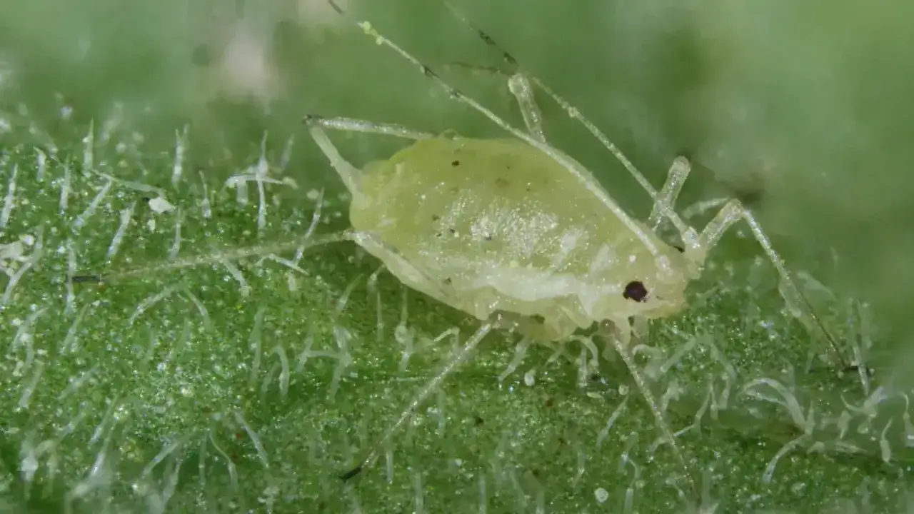Un puceron vert, peut-être un puceron pomme de terre, se repose sur une feuille verte velue.
