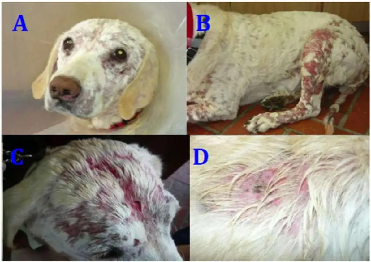 Chien atteint de lymphome cutané, montrant des lésions rouges sur la tête, le corps et les pattes. L'espérance de vie sans chimio est une préoccupation.