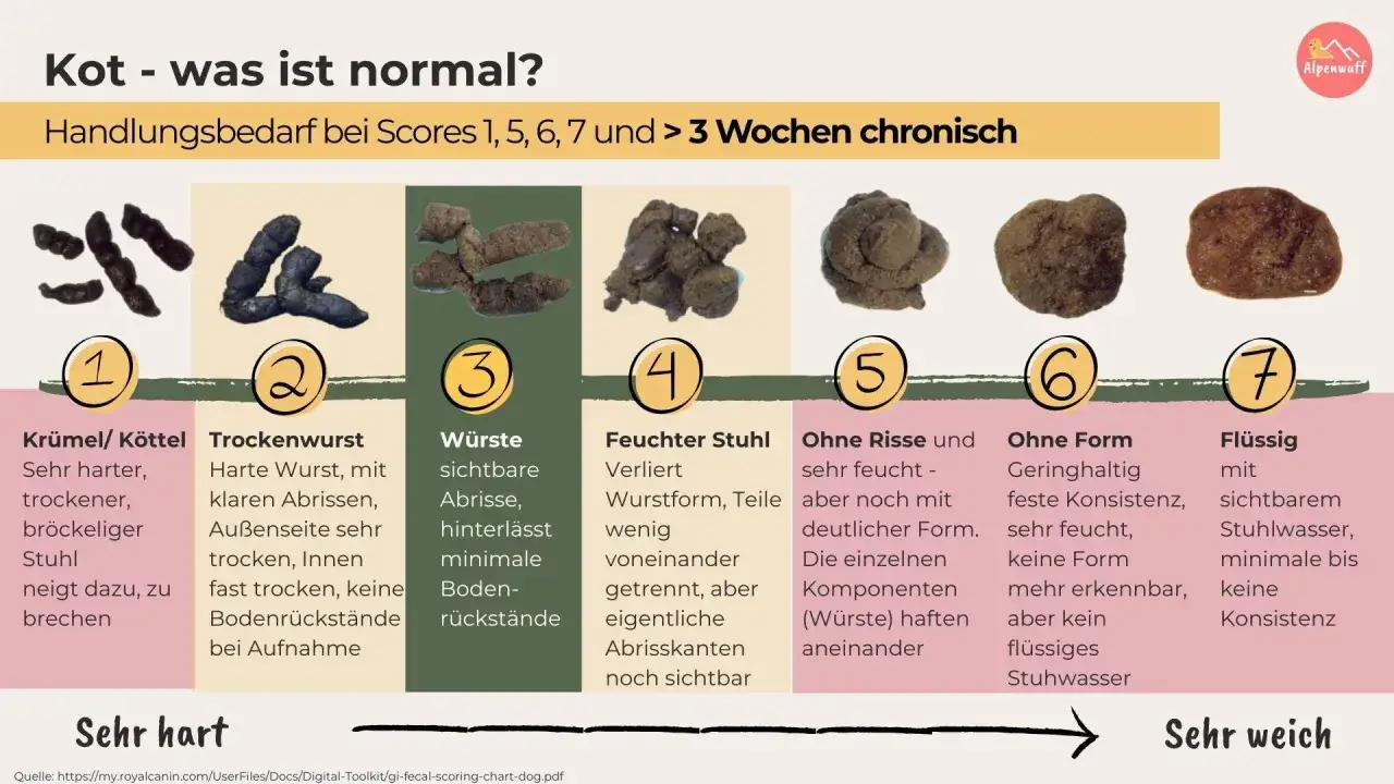 Hundekot-Bewertung: Von harten Kr&uuml;meln bis fl&uuml;ssig. Mehrfaches Koten hintereinander kann auf Probleme hinweisen.