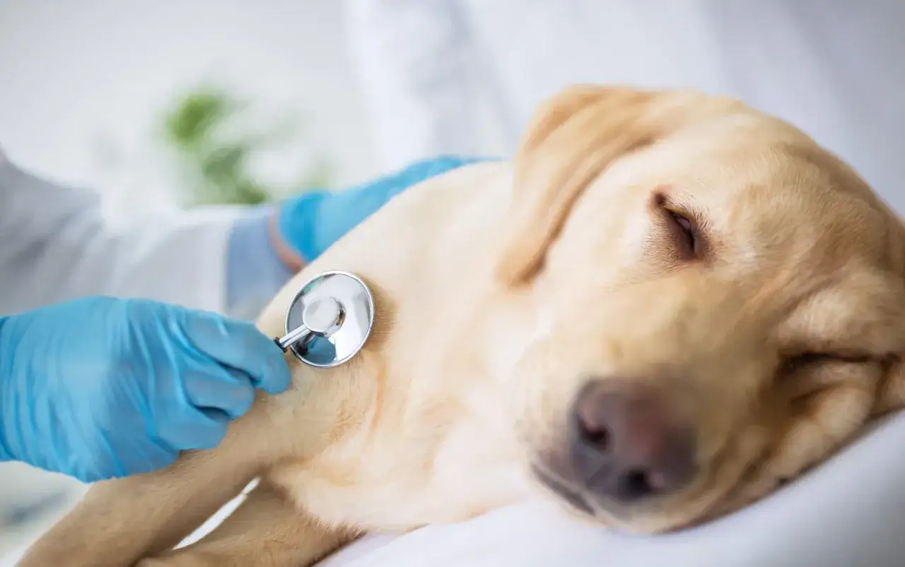 Veterinär lyssnar på en hunds hjärta med stetoskop. En sorglig men viktig del av att förstå avliva hund regler.
