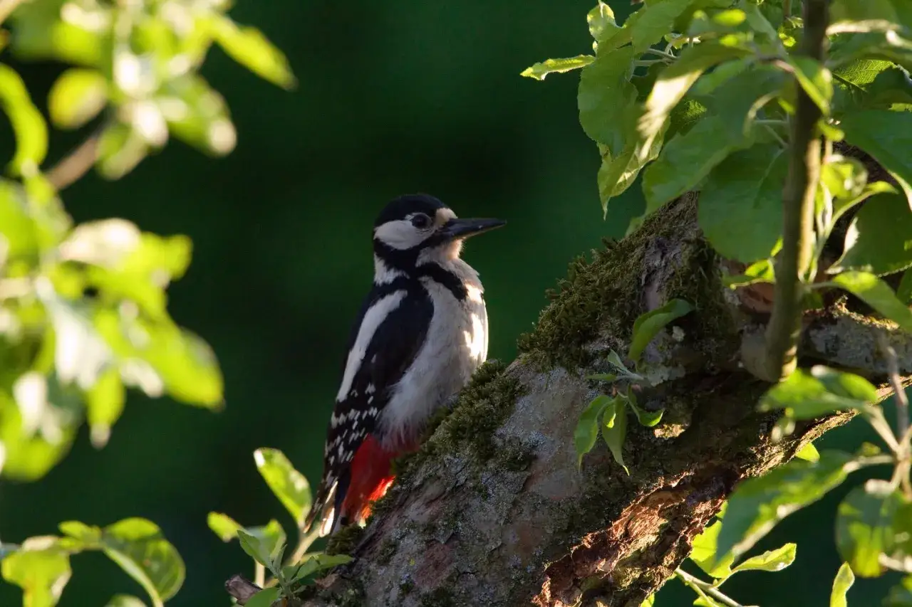 Ein Buntspecht sitzt auf einem moosbewachsenen Ast in einem Garten. Sein Gefieder ist schwarz-weiß mit roten Akzenten.