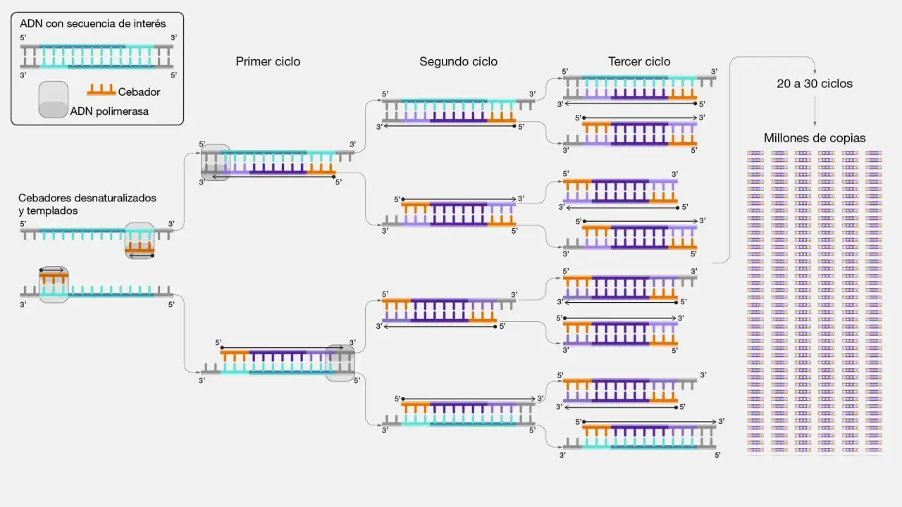 Ilustraci&oacute;n del proceso pcr que es: amplificaci&oacute;n de ADN mediante ciclos de desnaturalizaci&oacute;n, apareamiento de cebadores y extensi&oacute;n por ADN polimerasa, generando millones de copias.