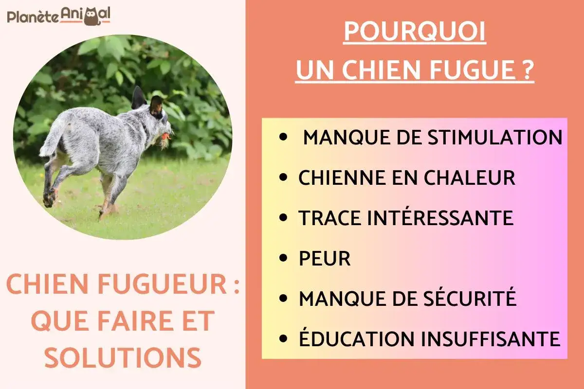 Chien fugueur : que faire ? Causes possibles : manque de stimulation, peur, chienne en chaleur, trace intéressante, manque de sécurité, éducation insuffisante.