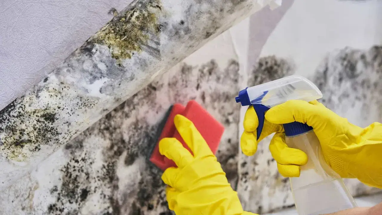 Manos con guantes amarillos limpian moho en la pared con esponja y spray.
