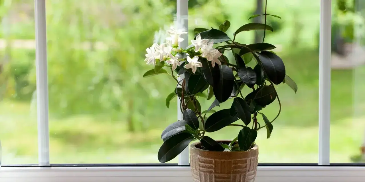 Un profumato gelsomino da appartamento con fiori bianchi sboccia su un davanzale, con uno sfondo verde sfocato.