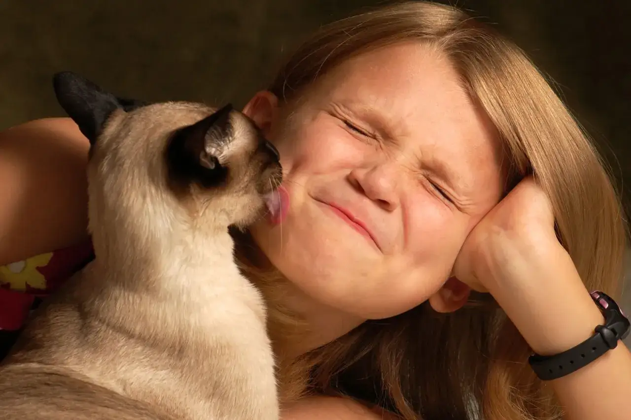 A Siamese cat licks a girl's face, making her scrunch her nose. This is why does my cat lick my face: a sign of affection and grooming.