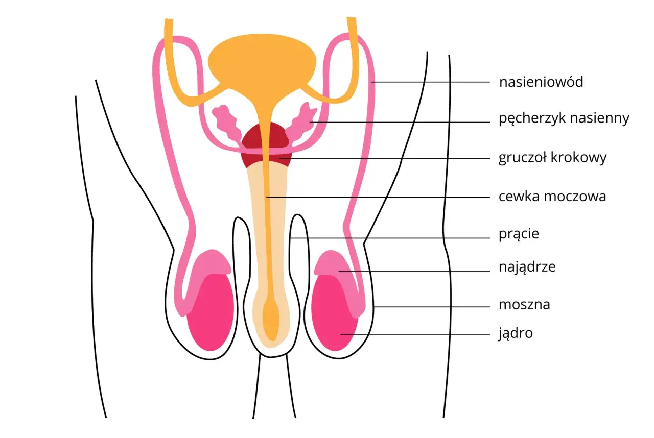 Anatomia męskiego układu rozrodczego. Zwr&oacute;ć uwagę na nasieniow&oacute;d, kt&oacute;ry może być objęty stanem zapalnym.