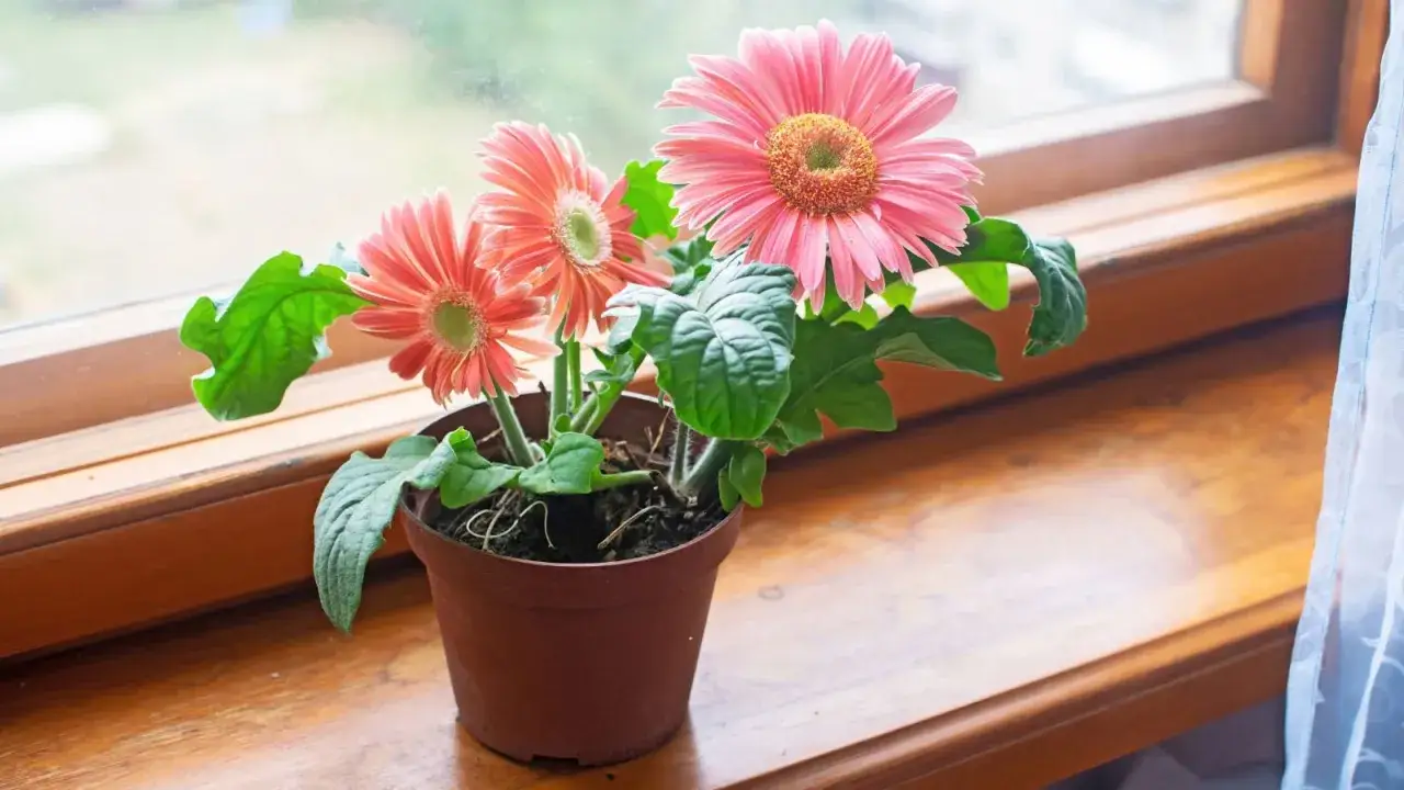 En kruka med en vacker rosa gerbera blomma st&aring;r p&aring; en f&ouml;nsterbr&auml;da.