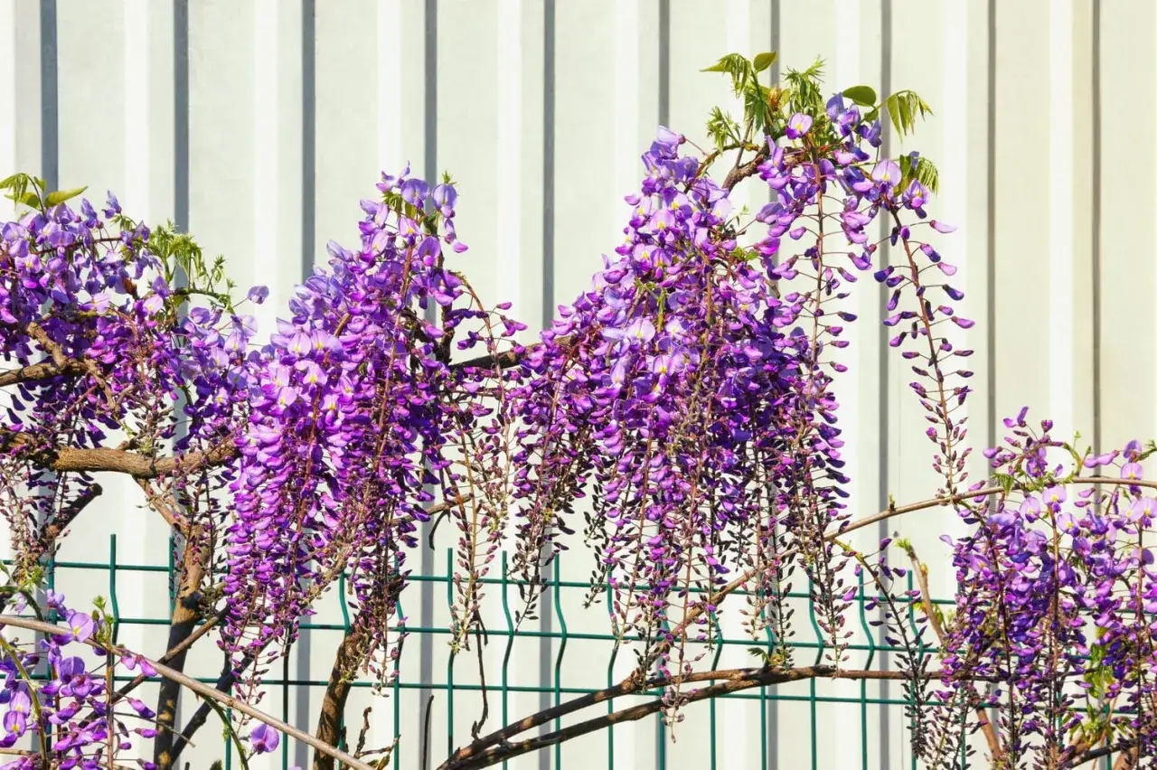 Grappes de fleurs de glycine violettes retombent sur une clôture verte devant un mur blanc rayé.