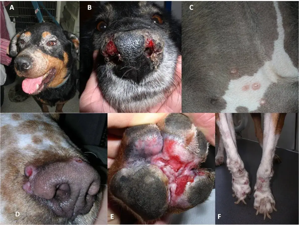 Perros con leishmaniasis: lesiones cut&aacute;neas en hocico, patas y cuerpo. El leishmaniasis tratamiento perros es crucial para su recuperaci&oacute;n.
