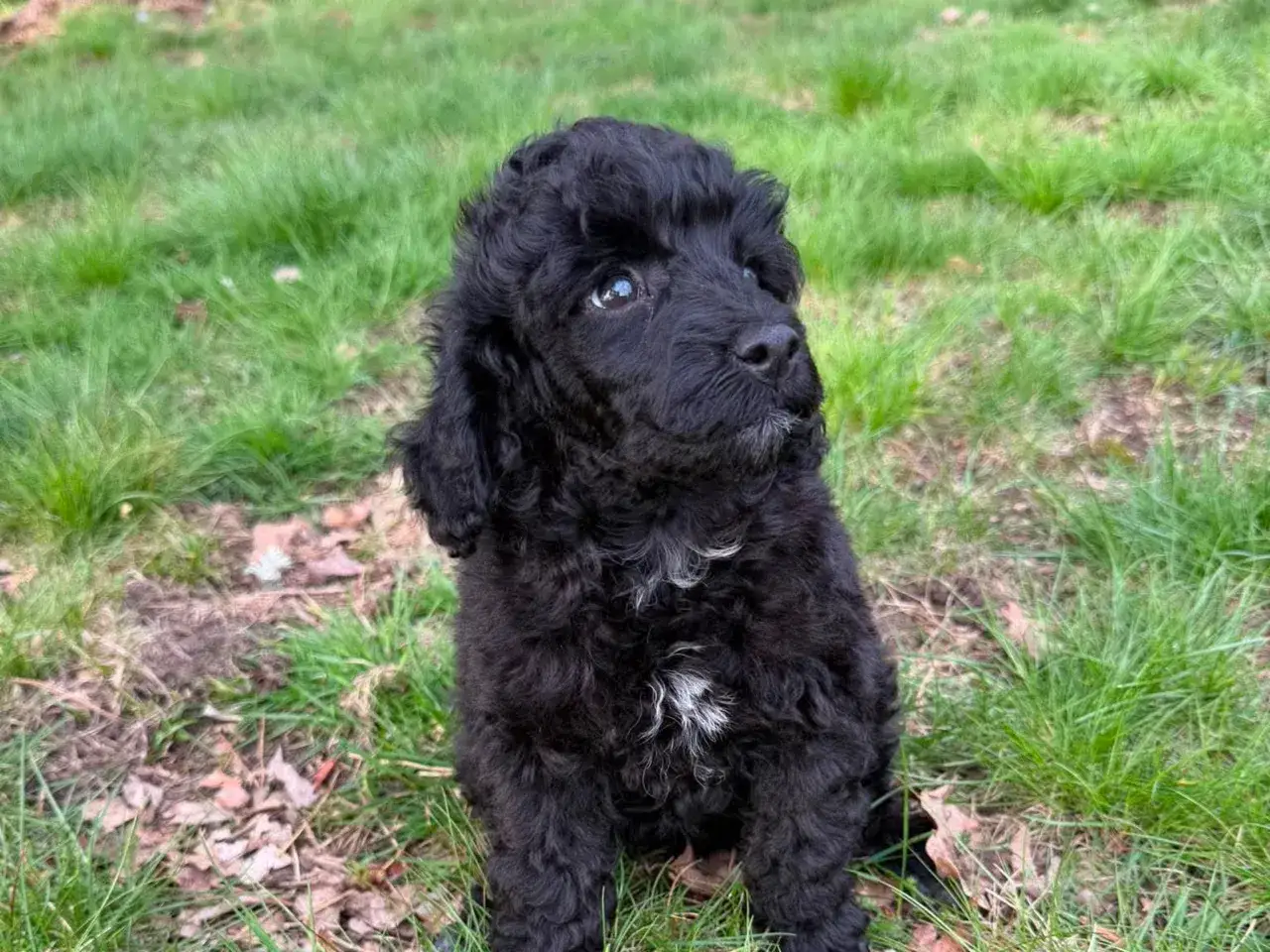 En svart, lockig hundvalp, en mellan pudel, sitter i gr&auml;set och tittar nyfiket &aring;t sidan.