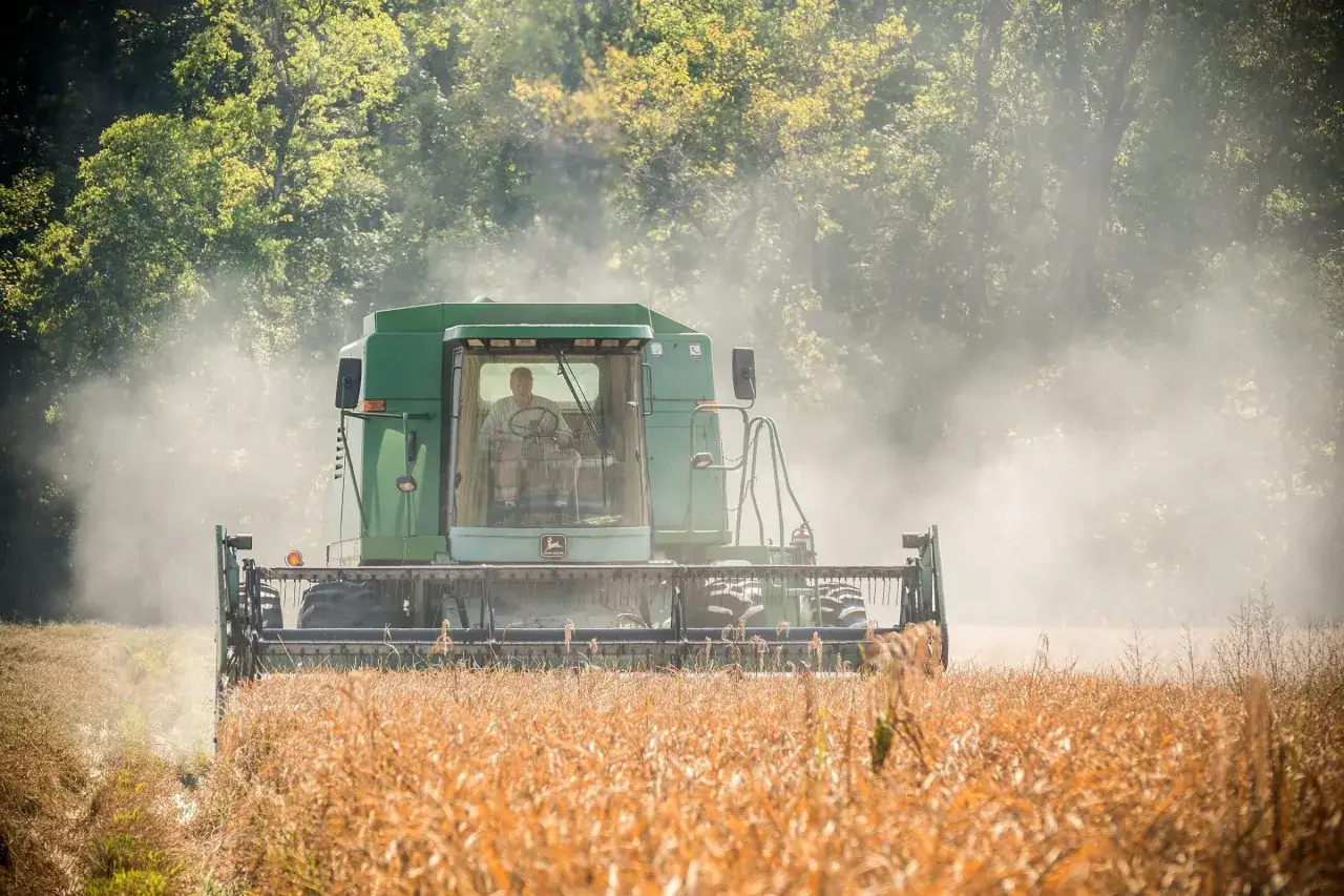 Ein M&auml;hdrescher f&auml;hrt durch ein Feld und zeigt, wie wird Reis geerntet. Staub wirbelt auf, w&auml;hrend die Maschine das Getreide erfasst.