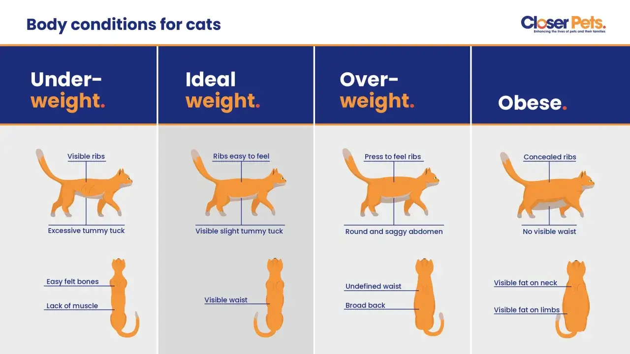 Visual guide showing four body conditions for cats: underweight, ideal weight, overweight, and obese, with illustrations of orange cats and descriptive labels.