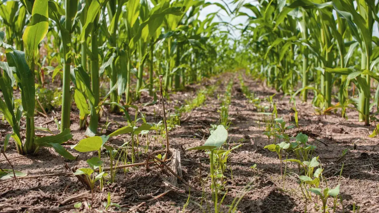 Rows of tall corn stalks tower over a field where a diverse corn cover crop is emerging from the soil, promising healthy growth.