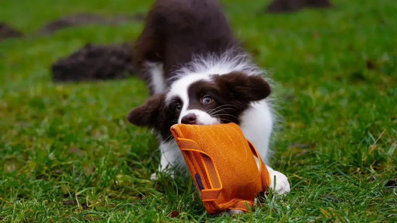 Uroczy szczeniak rasy Border Collie z brązowo-białym futrem, z zapałem gryzie pomarańczową zabawkę na trawie.