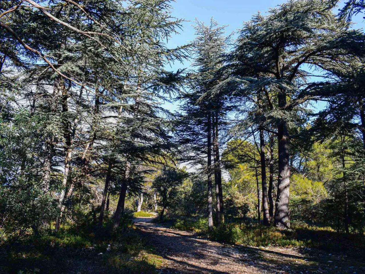 Sentier rocailleux traversant la forêt des cèdres à Cabrières d'Avignon, sous un ciel bleu éclatant.