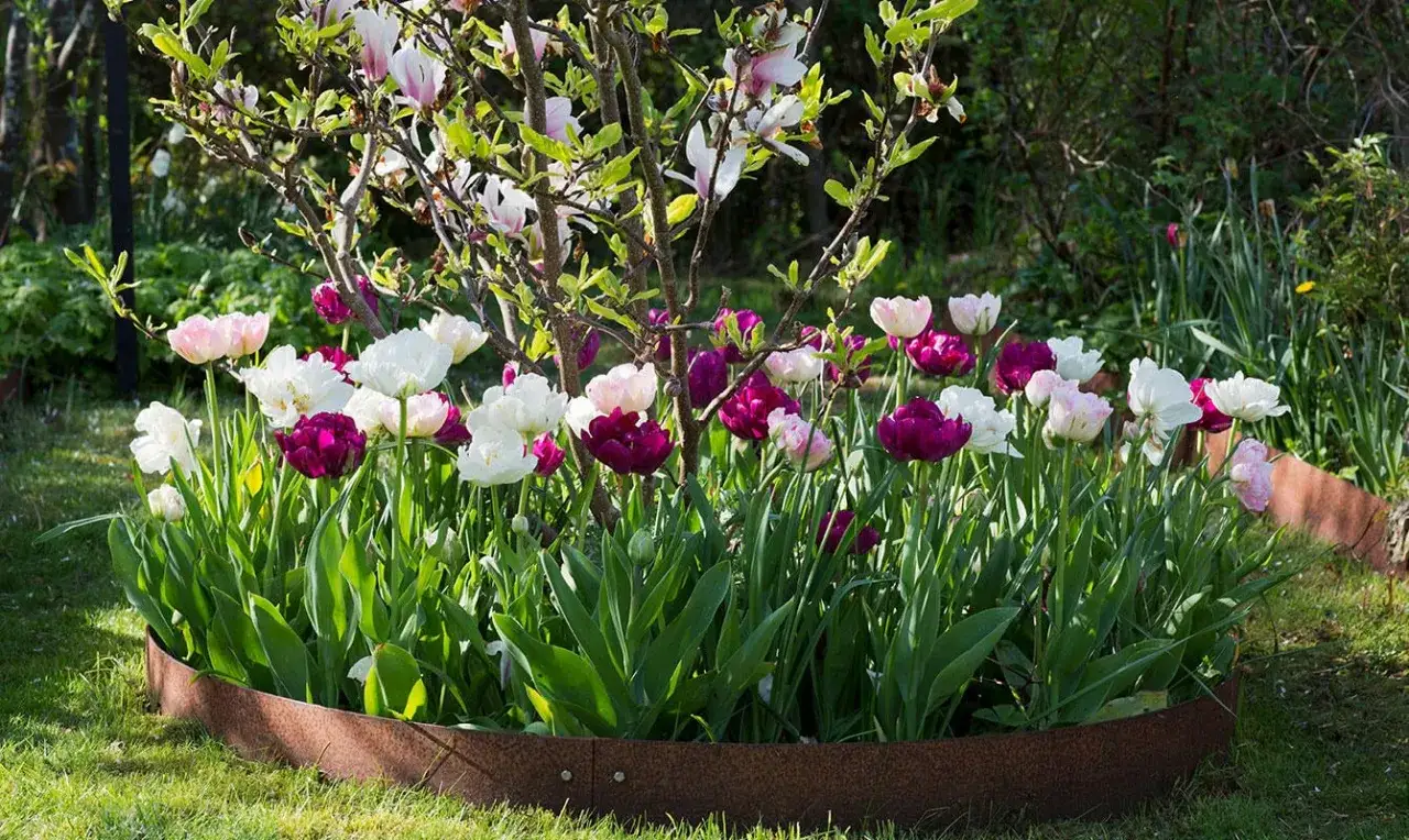 En rabatt med perenna tulpaner i vitt, rosa och mörklila blommar vackert under en blommande magnolia.
