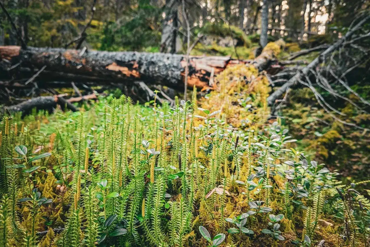 Lummig mark i svenska skogen med en fallen trädstam i bakgrunden.