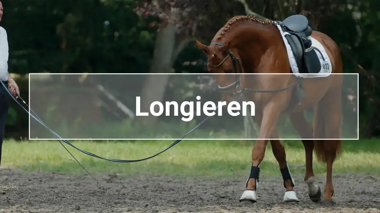 Braunes Pferd wird beim Longieren trainiert. Der Reiter hält die Longe, das Pferd läuft im Kreis.