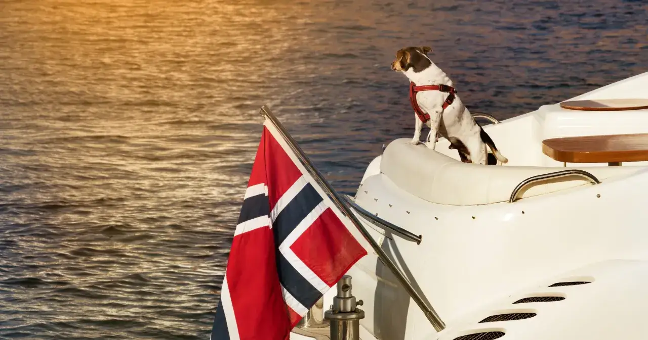 En hund med sele sitter på en vit yacht med norsk flagg. Kanske redo att ta med hund till Norge för ett äventyr vid havet.