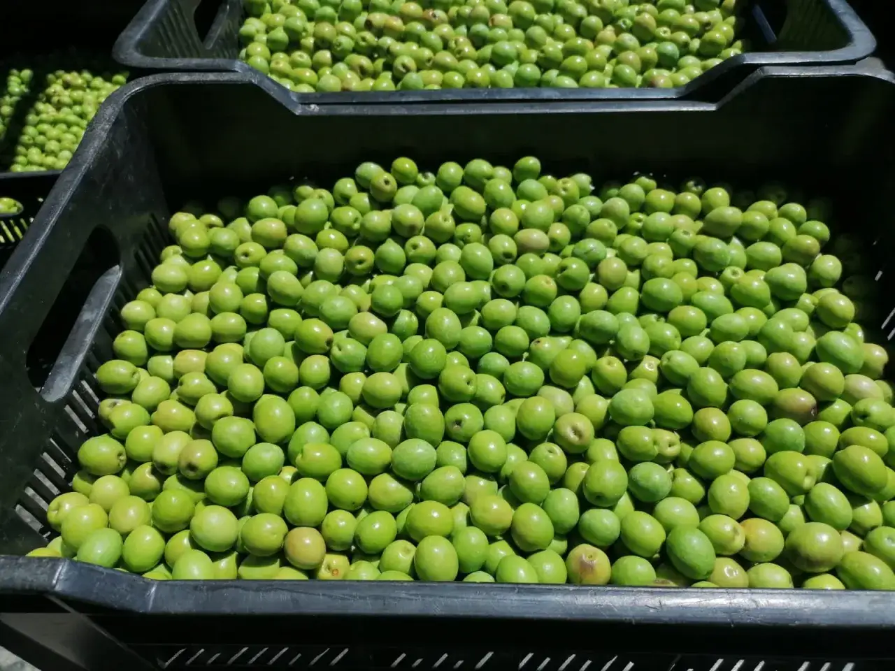 Frische gr&uuml;ne Oliven in schwarzen Kisten, bereit f&uuml;r die Oliven Verarbeitung nach der Ernte.