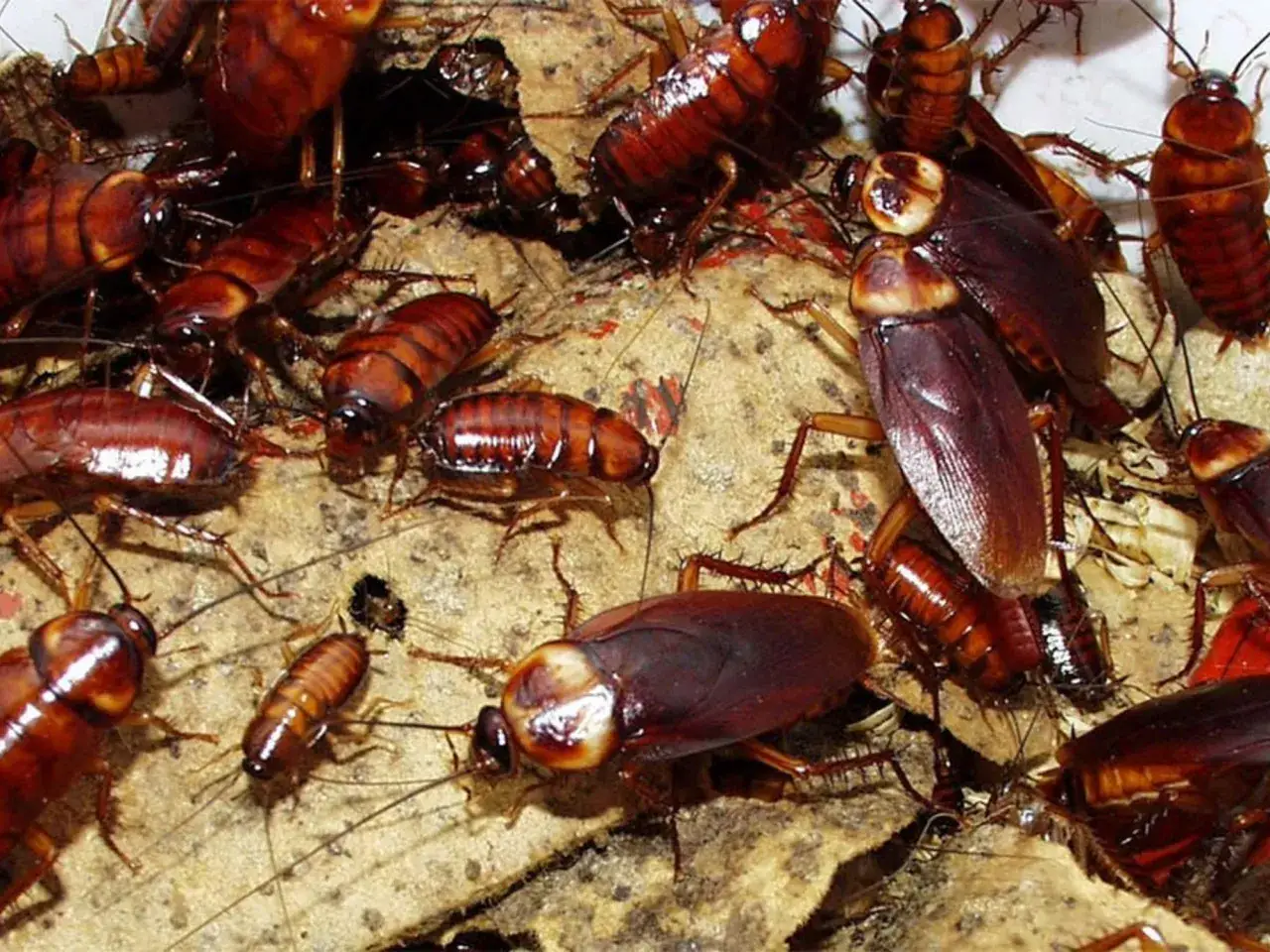 Un montón de cucarachas marrones se arrastran sobre un material seco y desmenuzado. Es como **soñar con cucarachas**, una plaga que se multiplica.