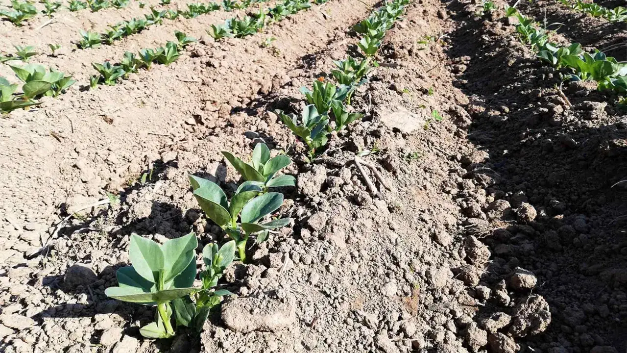 Filari di giovani piantine di fave appena spuntate dal terreno, mostrando come si piantano le fave per una futura raccolta.