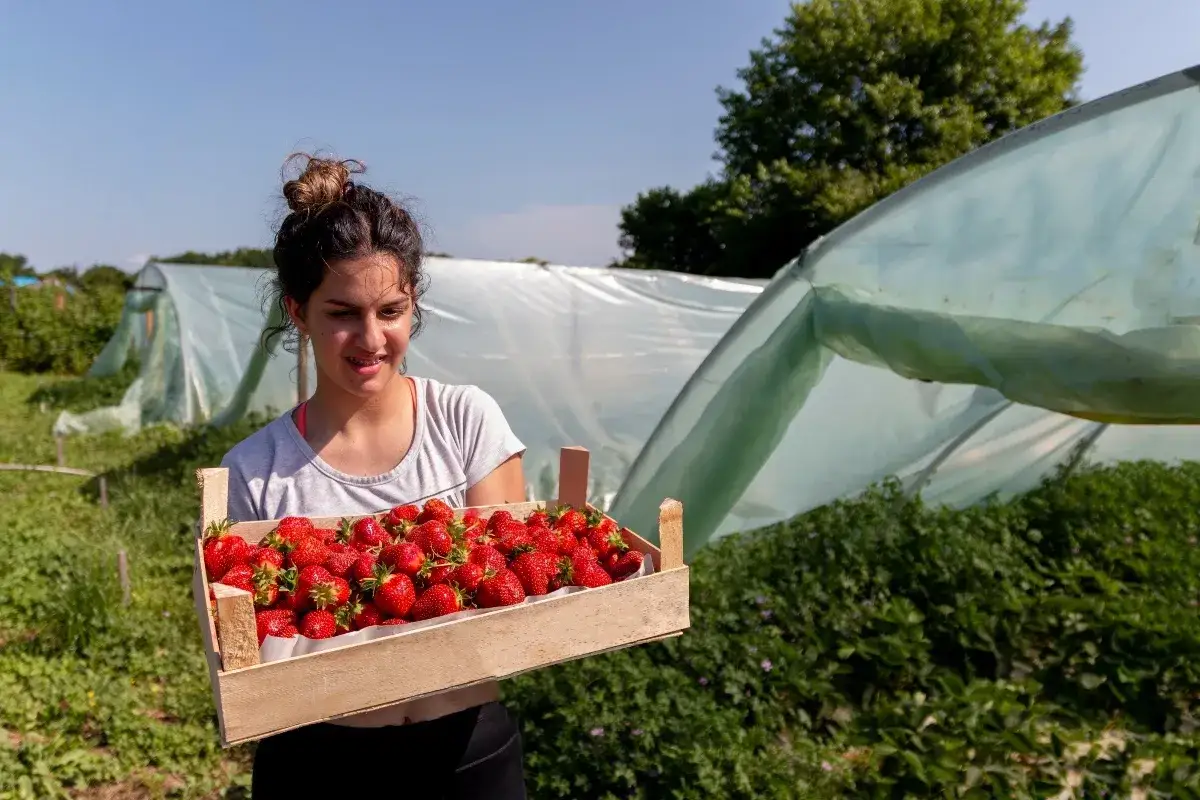 Młoda dziewczyna z uśmiechem trzyma skrzynkę pełną truskawek. To jej praca dla nieletnich na plantacji pod osłonami.