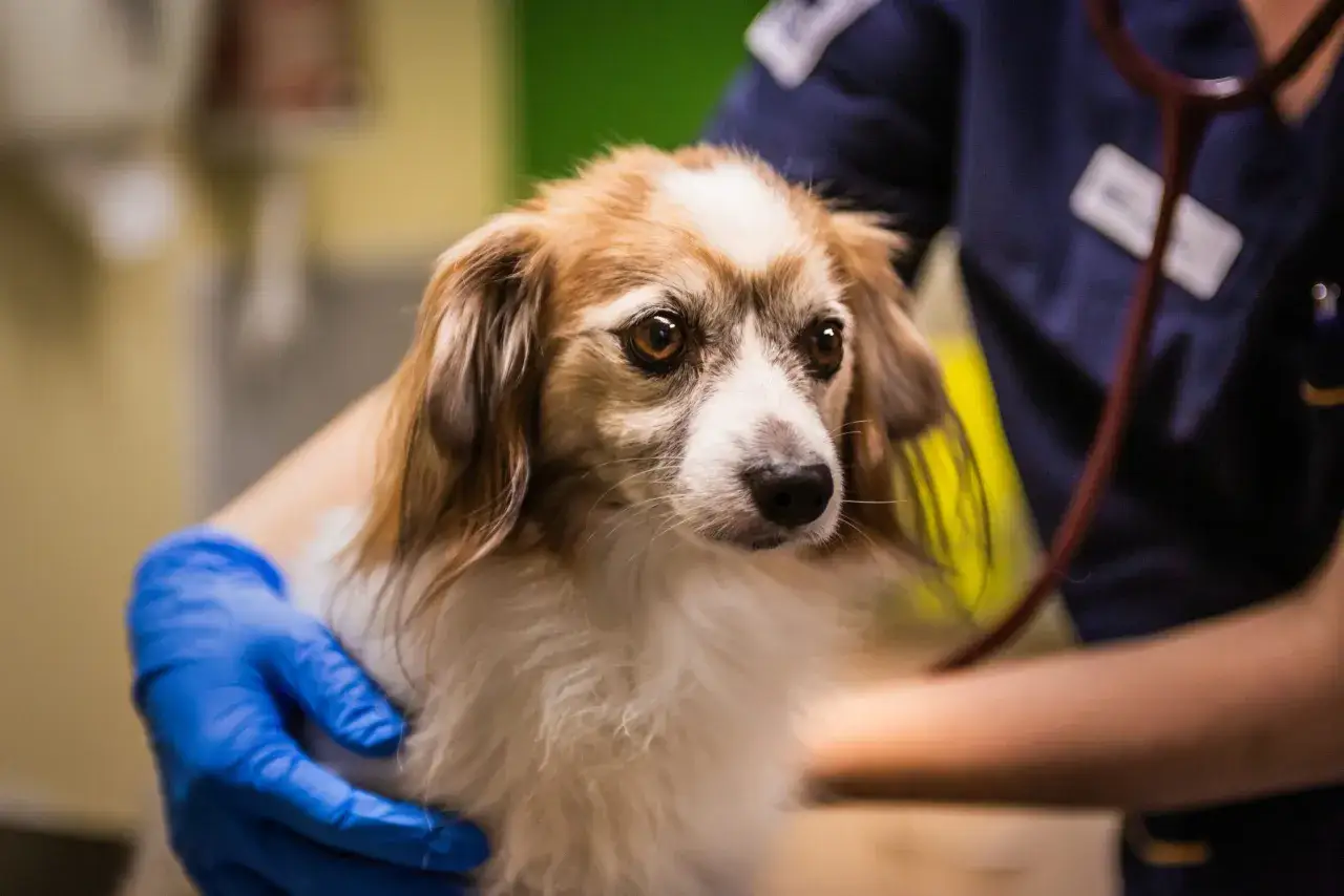 En liten hund med oroliga &ouml;gon h&aring;lls av en person i bl&aring; handskar. Hunden verkar m&aring; d&aring;ligt, kanske har en hund spyr gult.