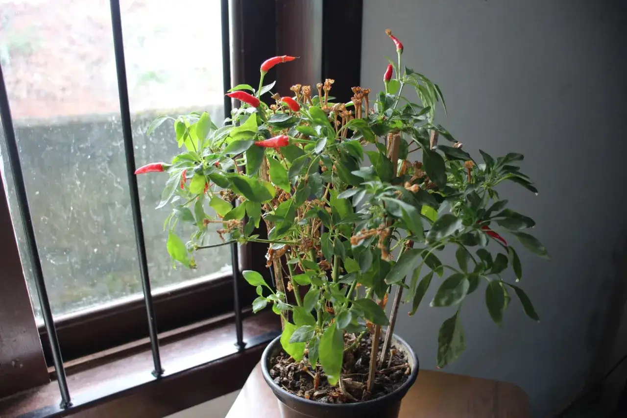 Un pied de piment en pot, avec des fruits rouges et des feuilles vertes, près d'une fenêtre. La plante montre des signes de vieillissement, reflétant la durée de vie d'un pied de piment.