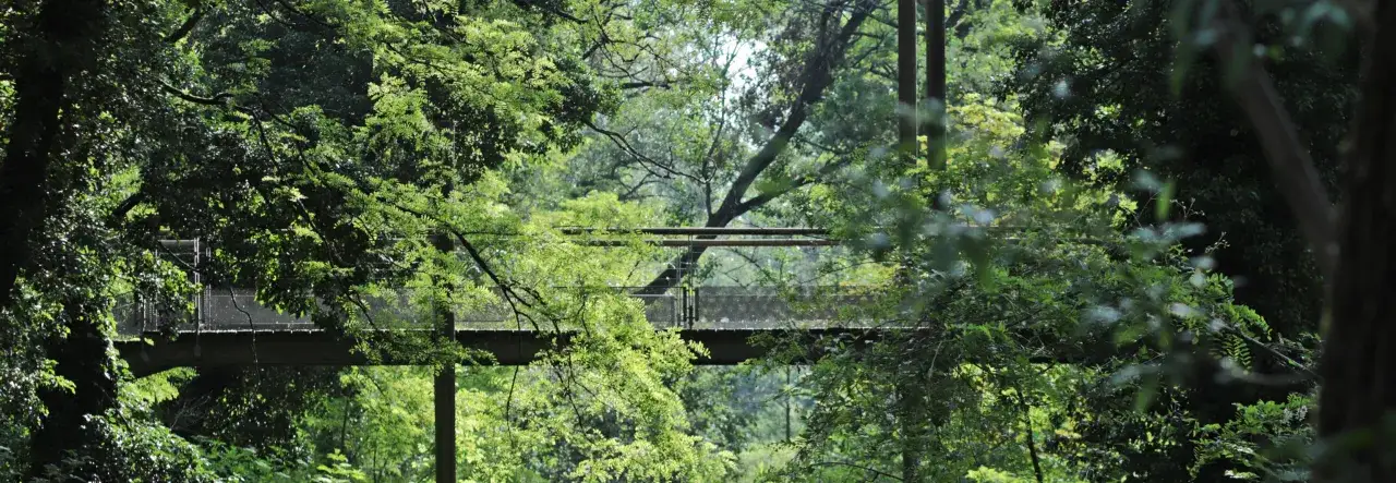 Passerelle enjambant la verdure luxuriante du parc de la Feyssine, offrant une perspective unique sur la canopée.
