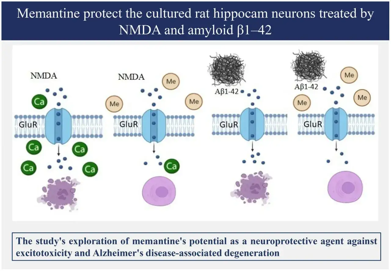 Ilustracja pokazuje, jak biomentin chroni neurony przed toksycznością NMDA i amyloid β1-42, zapobiegając napływowi wapnia.