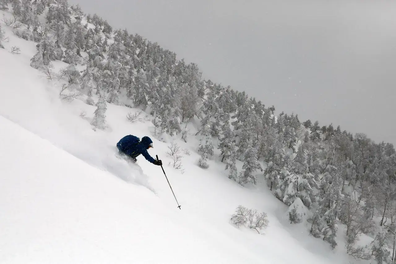 Un skieur en K2 Wayback 106 dévale une pente enneigée, entouré d'arbres couverts de givre.
