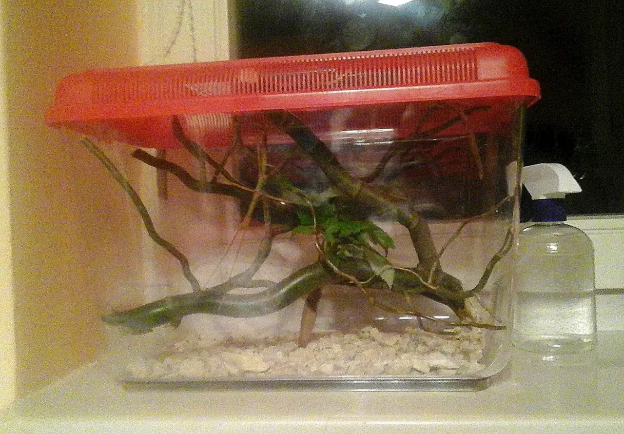 Małe patyczaki w terrarium z gałązkami i liśćmi. Hodowla patyczaków wymaga odpowiednich warunków.