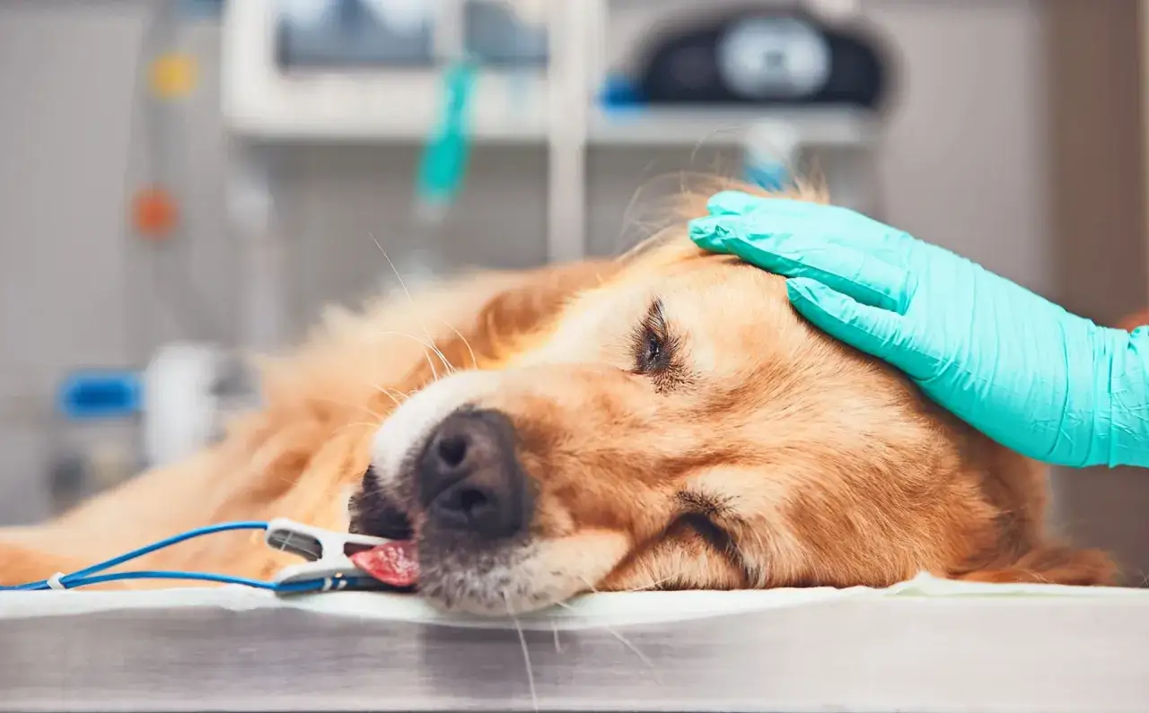 Ein Golden Retriever liegt auf einer Liege, ein Tierarzt streichelt ihn. Der Hund erbricht.