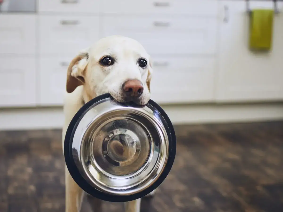 Labrador z miską w pysku czeka na jedzenie. Czy pies może jeść soczewice? Zapytaj weterynarza.