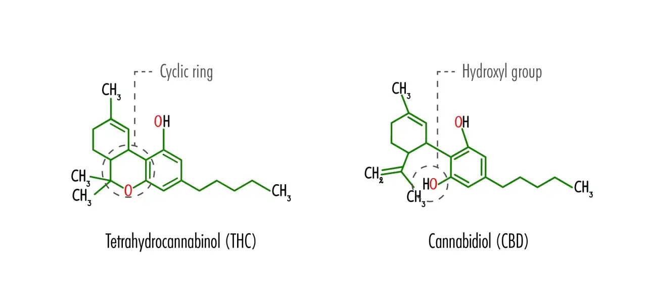 CBD vs THC chemical structure comparison